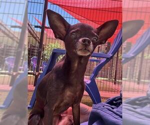 Chihuahua Dogs for adoption in Sacramento, CA, USA