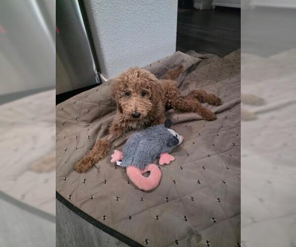 Medium Photo #1 Goldendoodle Puppy For Sale in Corona, CA, USA