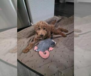 Goldendoodle Dogs for adoption in Corona, CA, USA