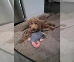 GOLDIE - Male Goldendoodle Dog for Adoption - Small photo