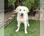 Small #1 Golden Retriever