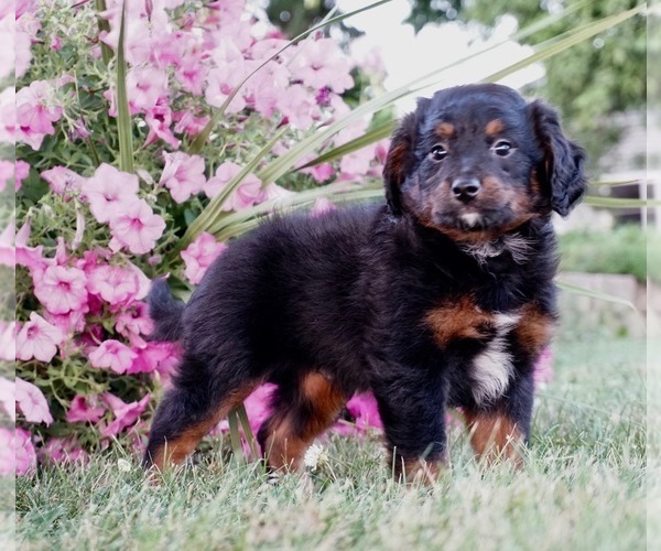 Medium Photo #5 Bernedoodle (Miniature) Puppy For Sale in NAPPANEE, IN, USA