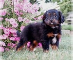 Small Photo #5 Bernedoodle (Miniature) Puppy For Sale in NAPPANEE, IN, USA