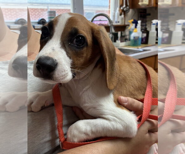 Medium Photo #1 American Foxhound-Beagle Mix Puppy For Sale in Raleigh, NC, USA