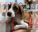 Wren - Male American Foxhound-Beagle Mix Dog for Adoption - Small photo