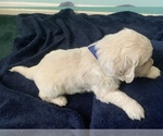 Small Photo #1 English Cream Golden Retriever Puppy For Sale in MUSCOY, CA, USA