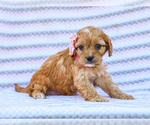 Small Photo #3 Cavapoo (Miniature) Puppy For Sale in LIBERTY, KY, USA