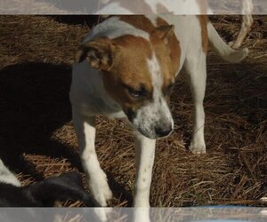 Norma - Female Mutt Dog for Adoption - Photo #9