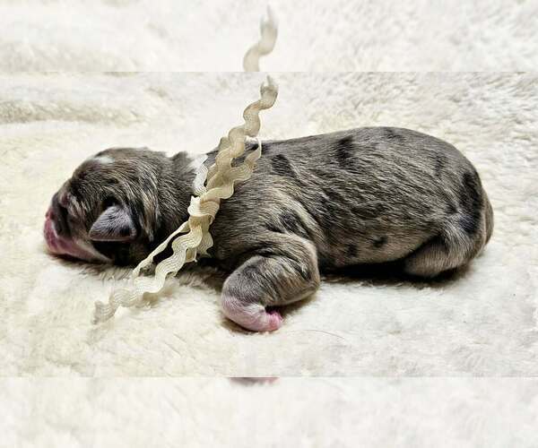 Medium Photo #22 Alapaha Blue Blood Bulldog Puppy For Sale in SHELOCTA, PA, USA