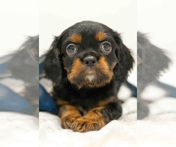 Medium Photo #1 Cavalier King Charles Spaniel Puppy For Sale in WAXAHACHIE, TX, USA