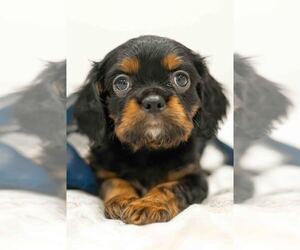 Medium Cavalier King Charles Spaniel