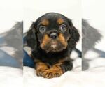Puppy Rockie Cavalier King Charles Spaniel