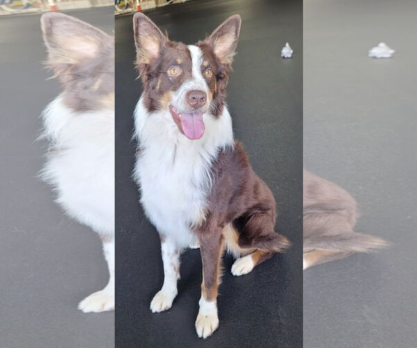 Medium Photo #4 Australian Shepherd Puppy For Sale in Highland, IL, USA