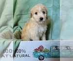 Puppy Taft F2 Aussiedoodle