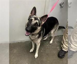 German Shepherd Dog Dogs for adoption in Rosenberg, TX, USA