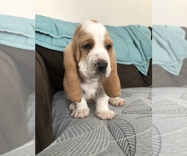 Medium Photo #6 Basset Hound Puppy For Sale in SAGINAW, MI, USA