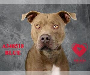 American Pit Bull Terrier Dogs for adoption in Stockton, CA, USA