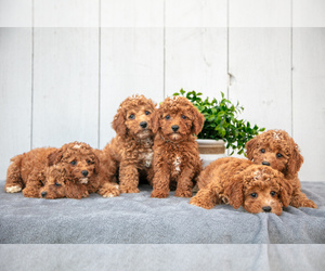 Poodle (Miniature) Litter for sale in KIRKWOOD, PA, USA