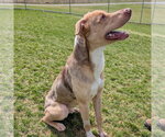 Small #4 Australian Shepherd Mix