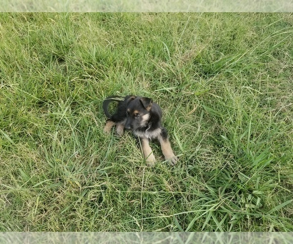 Medium Photo #10 German Shepherd Dog Puppy For Sale in WILLIAMSBURG, CO, USA