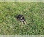 Small Photo #10 German Shepherd Dog Puppy For Sale in WILLIAMSBURG, CO, USA