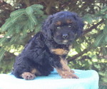 Small #4 Cavapoo