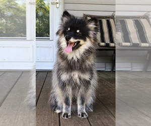 Pomsky Puppy for sale in SAVOY, MA, USA