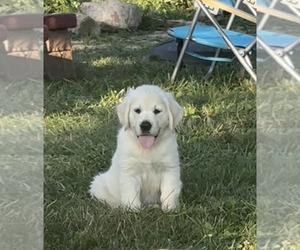 English Cream Golden Retriever Puppy for sale in OSTRANDER, OH, USA
