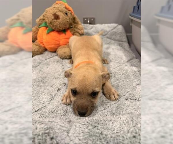 Medium Photo #1 Mutt Puppy For Sale in San Martin, CA, USA