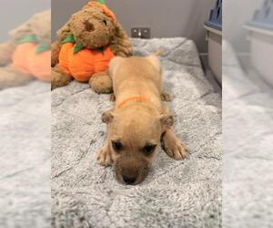 Mutt Dogs for adoption in San Martin, CA, USA