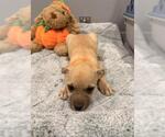 Small Mutt