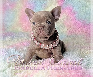 French Bulldog Puppy for sale in North Vancouver, British Columbia, Canada