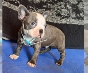 Boston Terrier Puppy for sale in LA JUNTA, CO, USA