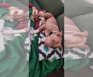 Piper (TX) - Female American Pit Bull Terrier-Unknown Mix Dog for Adoption - Photo #8