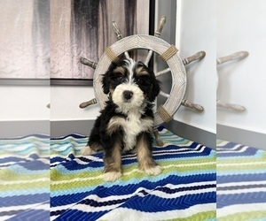 Bernedoodle (Miniature) Puppy for sale in FRANKLIN, IN, USA