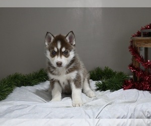Siberian Husky Puppy for sale in HOLMESVILLE, OH, USA