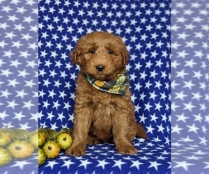 Double Doodle Puppy for sale in NOTTINGHAM, PA, USA