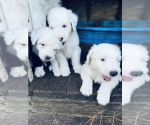 Old English Sheepdog Litter for sale in YULEE, FL, USA