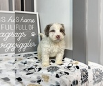 Small Photo #2 Miniature Bernedoodle Puppy For Sale in FRANKLIN, IN, USA