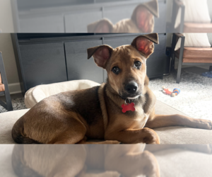 Mutt Dogs for adoption in Springdale, PA, USA