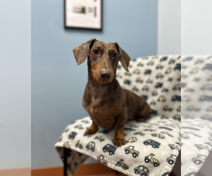 Milo - Female Dachshund Dog for Adoption - Photo #5