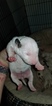 Small Photo #22 Bull Terrier Puppy For Sale in JACKSON, MI, USA