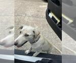 Small Labrador Retriever Mix
