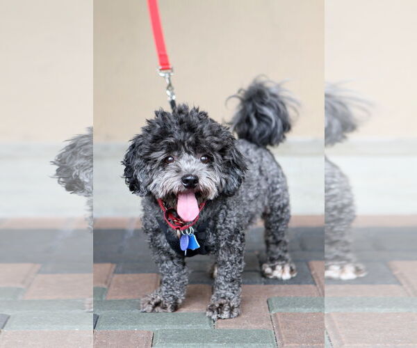 Medium Photo #2 Poodle (Miniature)-Unknown Mix Puppy For Sale in Mission Viejo, CA, USA