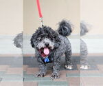 Small #1 Poodle (Miniature) Mix