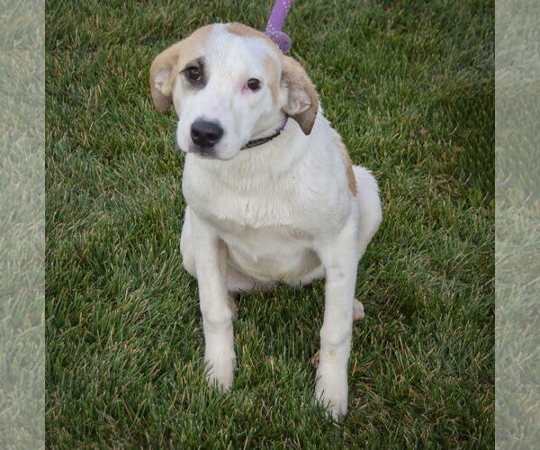 Medium Photo #4 Great Pyrenees-Unknown Mix Puppy For Sale in Huntley, IL, USA
