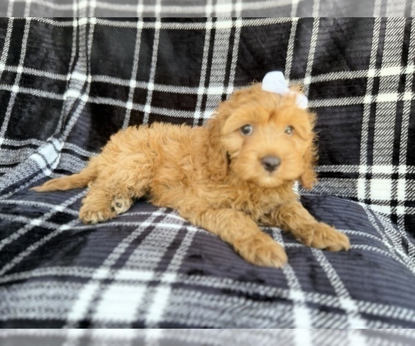 Medium Photo #4 Cock-A-Poo Puppy For Sale in LAKELAND, FL, USA