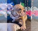 Small #2 French Bulldog