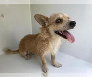 Miniature Schnauzer-Unknown Mix Dogs for adoption in Houston, TX, USA
