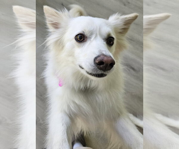 Medium Photo #4 American Eskimo Dog Puppy For Sale in Pikesville, MD, USA